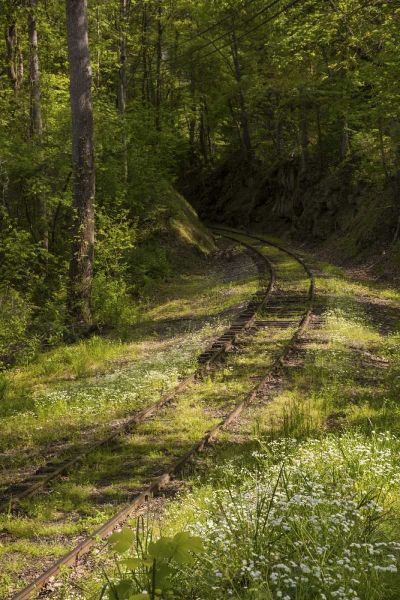 North Carolina Overgrown abandoned rail line